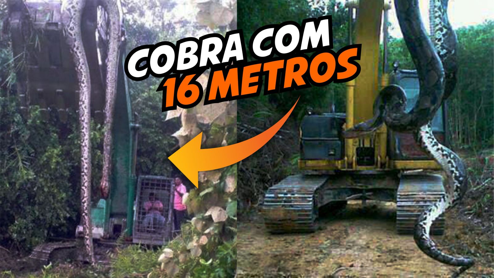 COBRA APROXIMADAMENTE 16 METROS É CAPTURADA POR TRABALHADORES