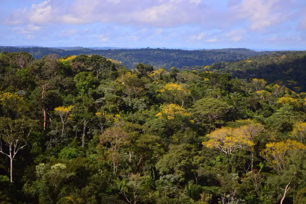 Floresta Nacional de Jacundá volta a ser invadida por falsos sem terra - News Rondônia