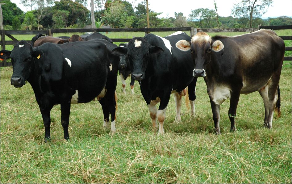 BOVINOCULTURA - Projeto de Consultoria vai fortalecer cadeia produtiva do leite de Rondônia - News Rondônia