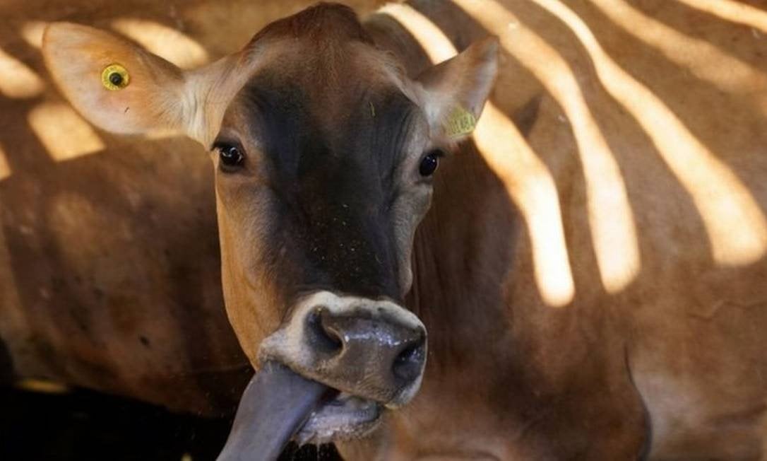 Brasil tem quase 30 fábricas de vacina para gado e só 2 para humanos - News Rondônia