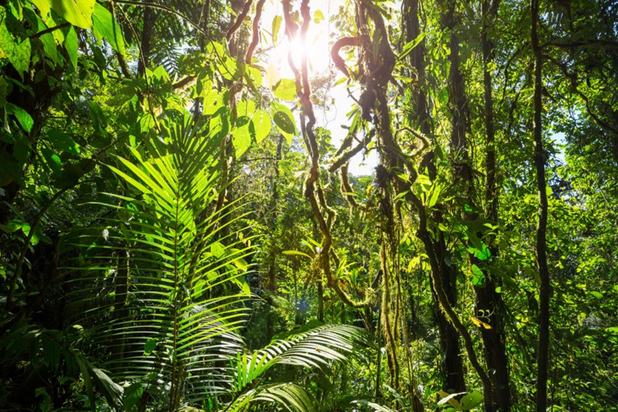 Inventário Florestal de Rondônia será lançado na Agrolab Amazônia - News Rondônia