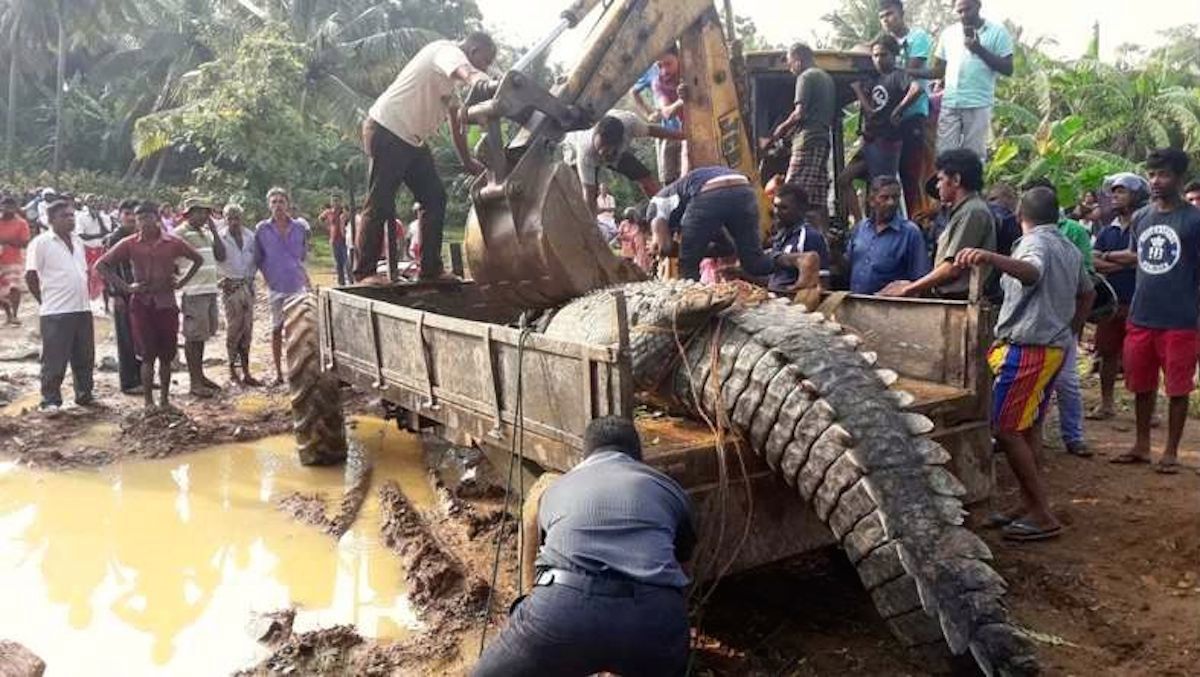 Crocodilo com tamanho de um caminhão é capturado no interior - News Rondônia
