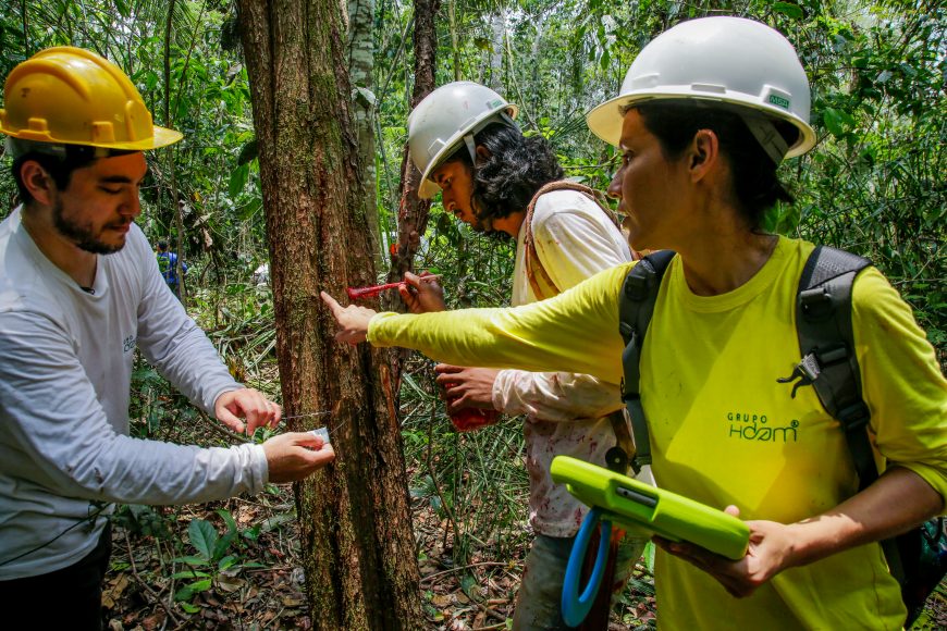 ECONOMIA VERDE - Inventário florestal da Resex do Rio Cautário revela espécies nobres de árvores e plantas medicinais - News Rondônia