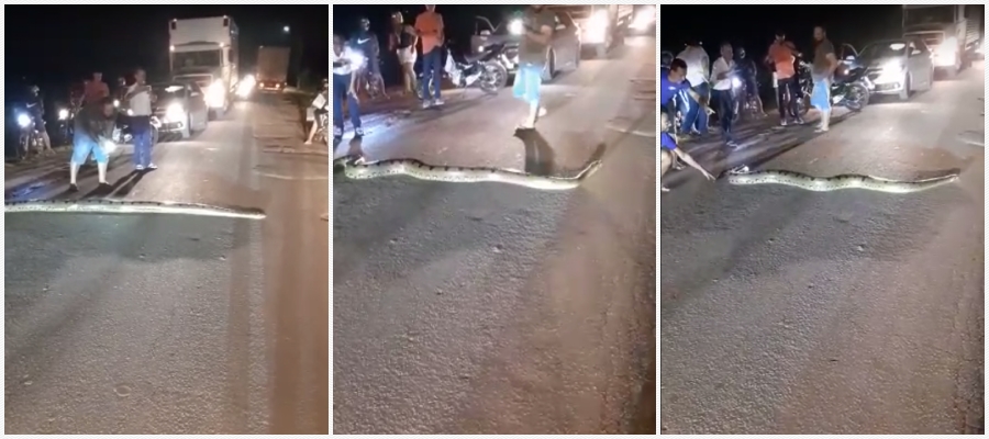 Sucuri interrompe trânsito em estrada de Boca do Acre - News Rondônia