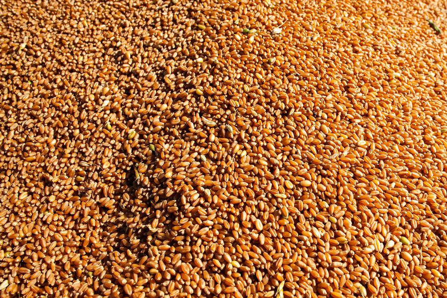 Conab atualiza custos de produção para principais culturas de grãos - News Rondônia