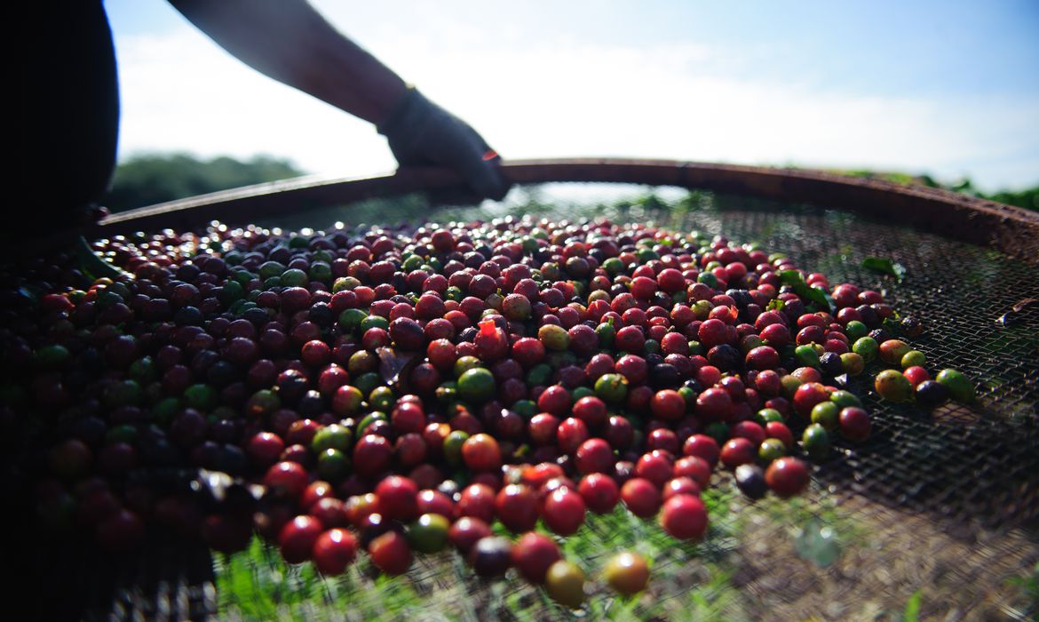 3º Levantamento da Safra de café 2021 será divulgado nesta terça-feira (21) - News Rondônia