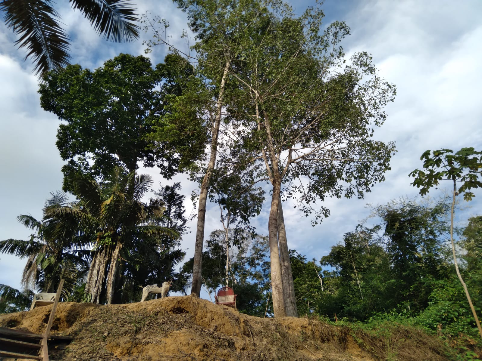 O zig-zag do ICMBIO para não esclarecer autuações sem flagrante em reservas e florestas nacionais no Jamari - News Rondônia