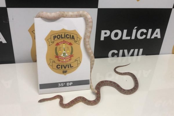 RAINHA DAS COBRAS: PC prende estudante com duas cobras silvestres sendo criadas em casa - News Rondônia