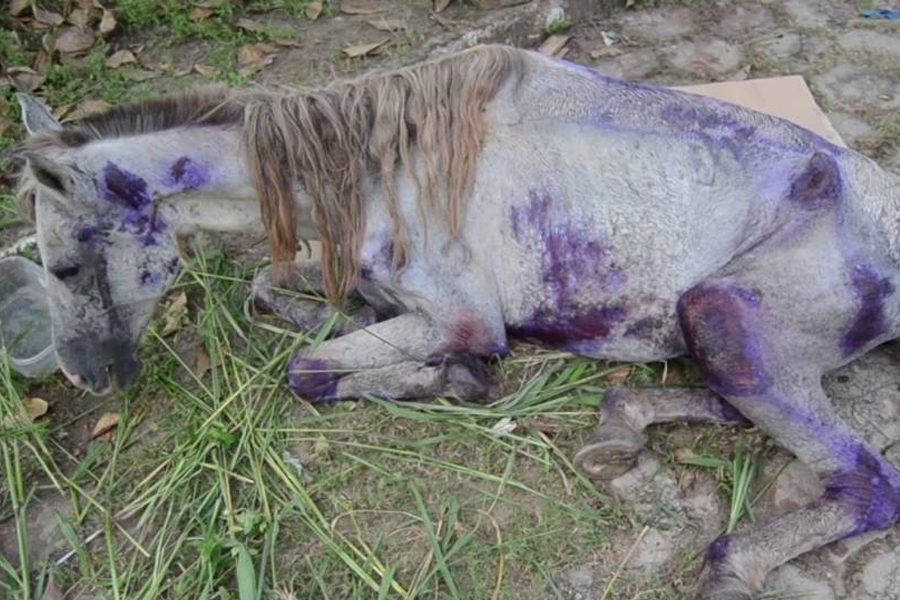 Homem suspeito de maus tratos a cavalo morto é preso no interior
