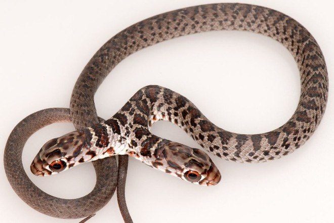 Cobra de duas cabeças é encontrada em residência. Anomalia é conhecida como bicefalia - News Rondônia