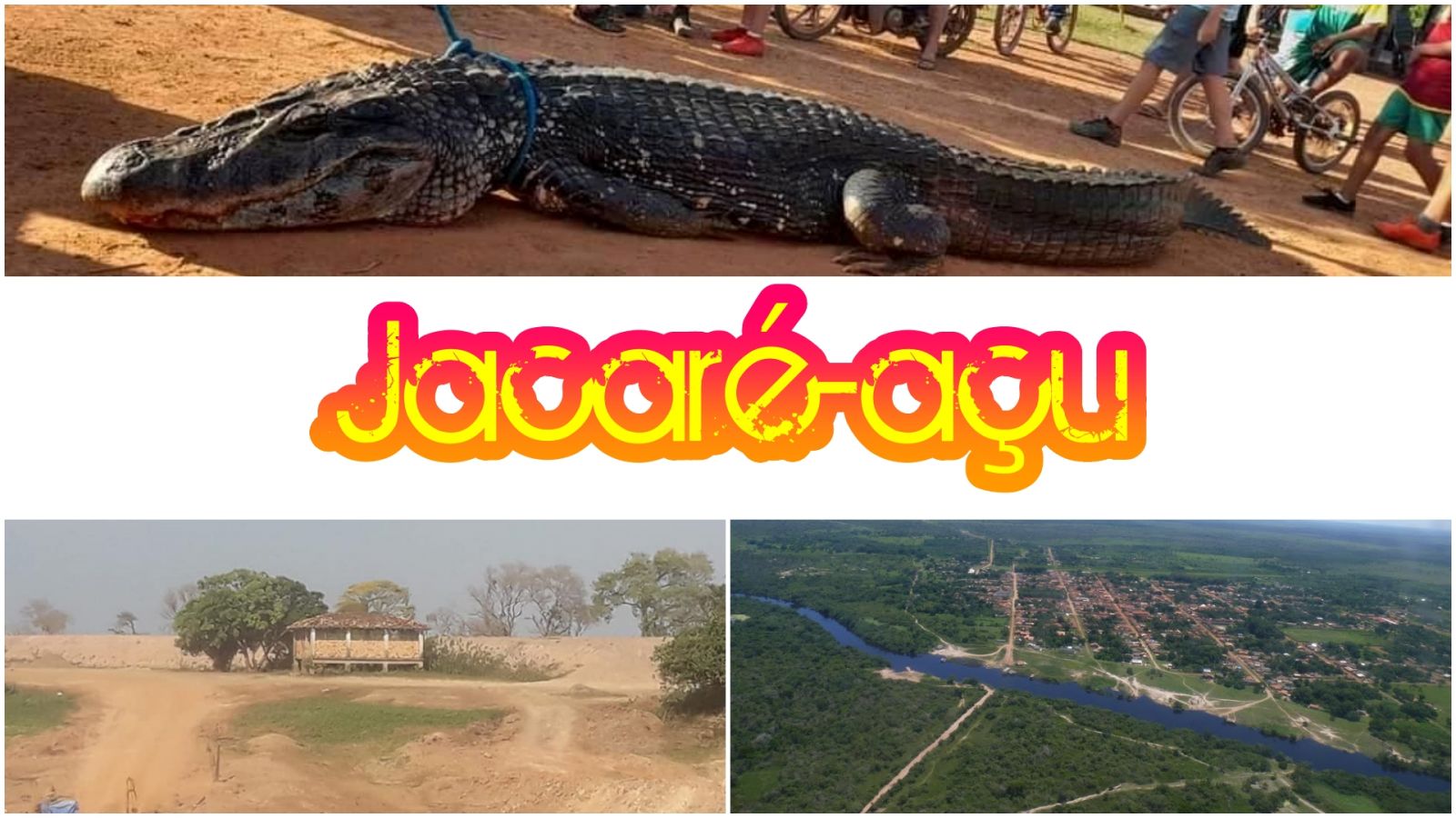 Jacaré-açu é capturado em povoado da Bolívia próximo a Costa Marques Rondônia - News Rondônia