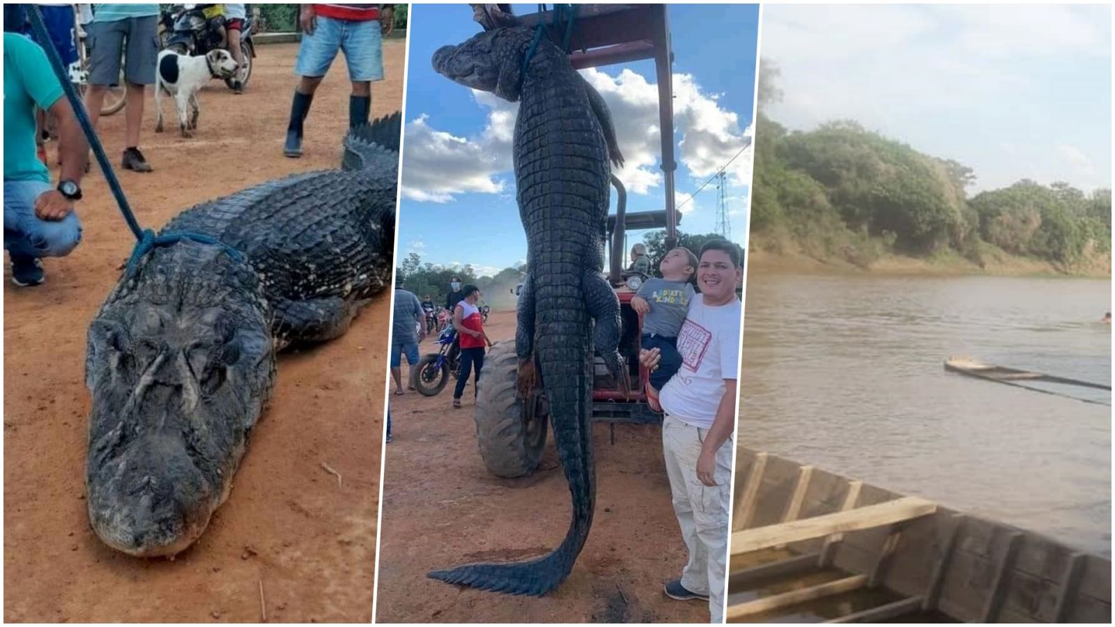 Jacaré-açu é capturado em povoado da Bolívia próximo a Costa Marques Rondônia - News Rondônia