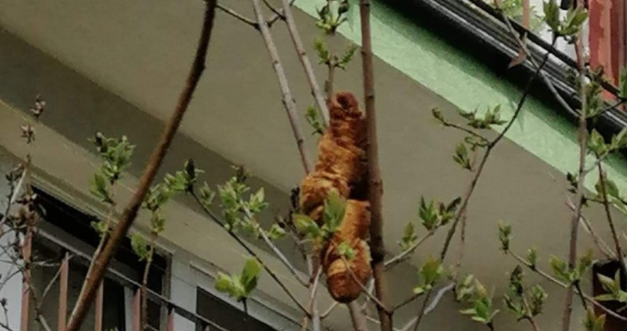'Criatura misteriosa' em árvore que assustou moradores em cidade da Polônia era croissant - News Rondônia
