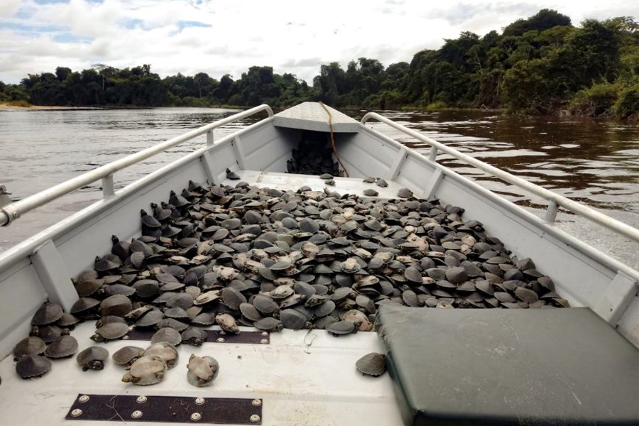 Ação prevê a soltura de 500 mil filhotes de tartarugas da Amazônia do Parque Estadual Corumbiara neste sábado, 11 - News Rondônia