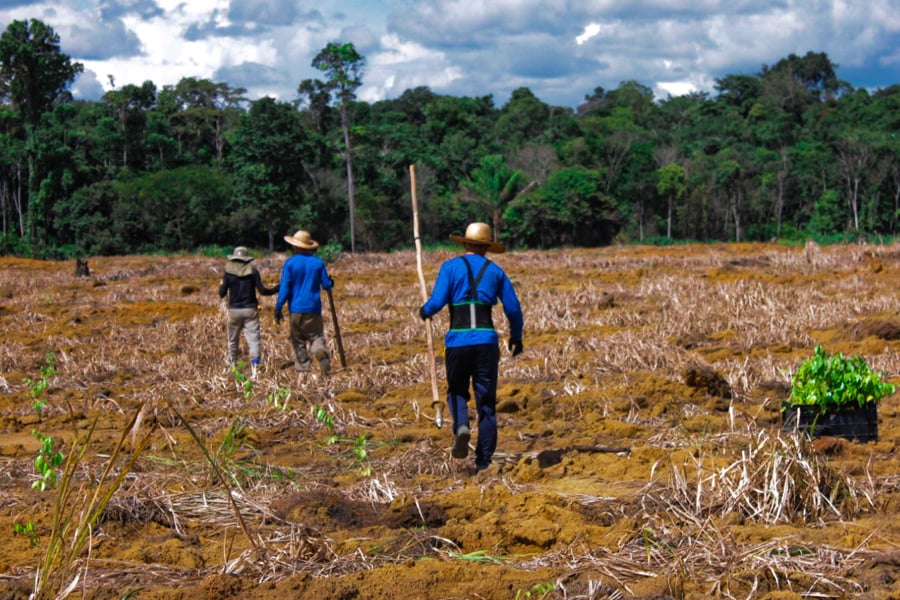 Dia da Amazônia - Qual o papel da maior floresta tropical do planeta no combate ao aquecimento global? - News Rondônia
