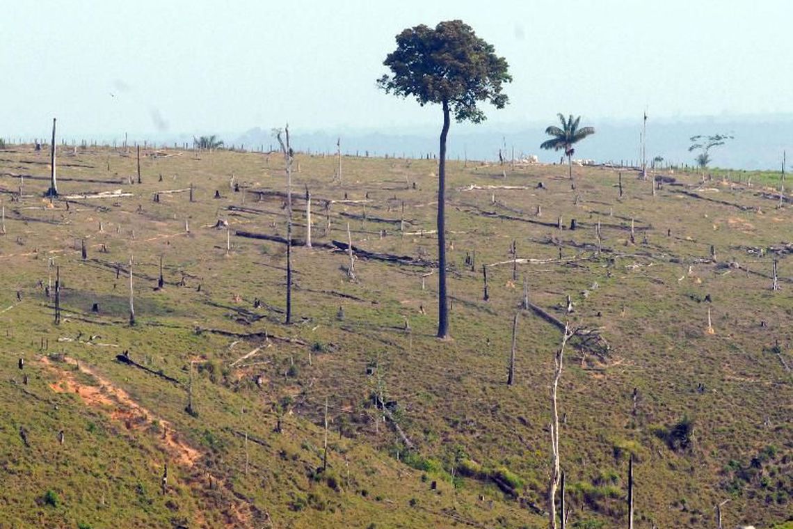 DESMATAMENTO NA AMAZÔNIA AUMENTA 13,7% EM UM ANO - News Rondônia