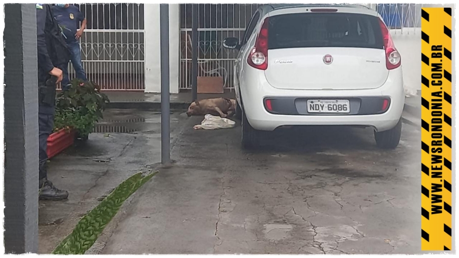 Pitbull é abatido ao entrar em residência e matar cachorro no centro da capital - News Rondônia