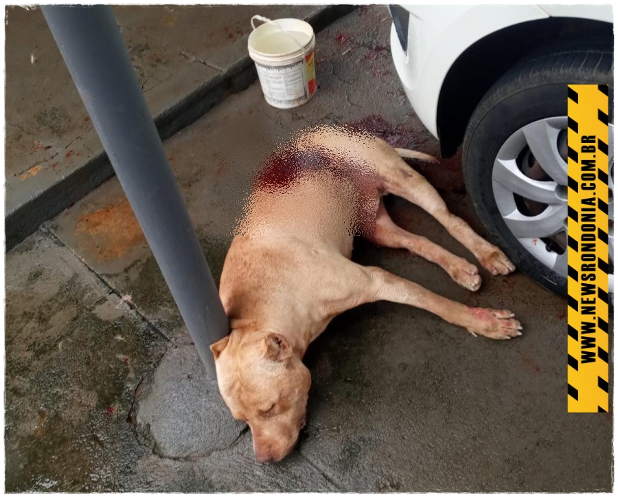 Pitbull é abatido ao entrar em residência e matar cachorro no centro da capital - News Rondônia