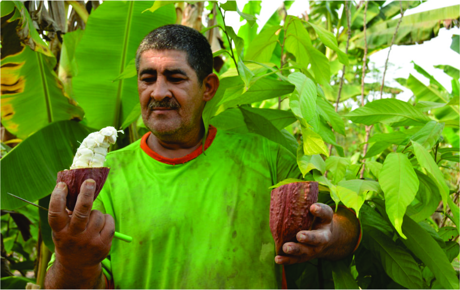 Produtor rondoniense segue orientações e plantio de cacau clonal vira referência de cultivo em Itapuã do Oeste - News Rondônia