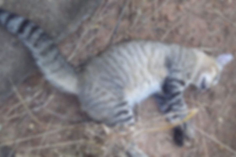 CRUELDADE: Mais de 15 gatos são encontrados mortos por possível envenenamento - News Rondônia