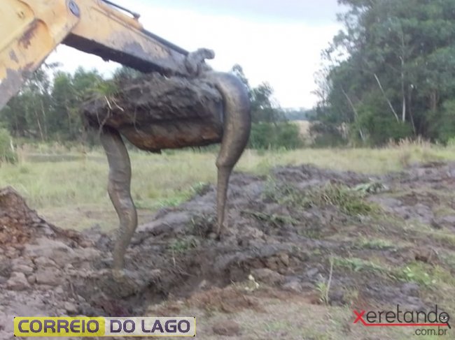Produtor rural de Santa Helena encontra Sucuri em escavação - News Rondônia