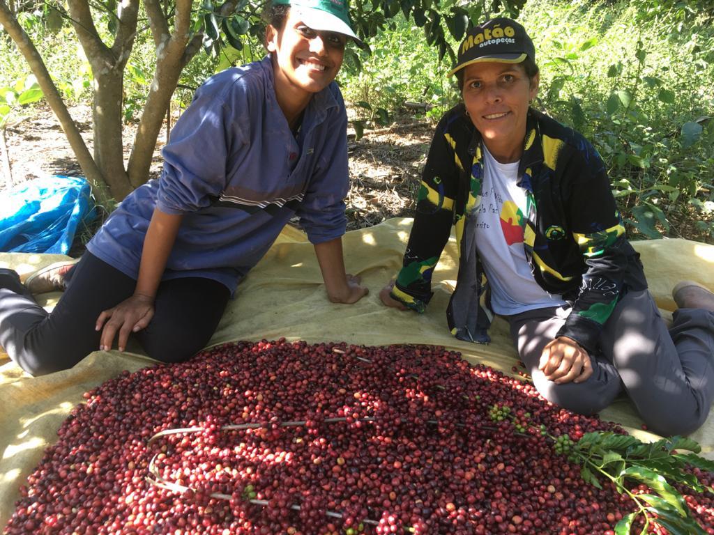 COLHEITA DOS CAFÉS ROBUSTAS AMAZÔNICOS AVANÇA E CHEGA A 40% EM RONDÔNIA - News Rondônia