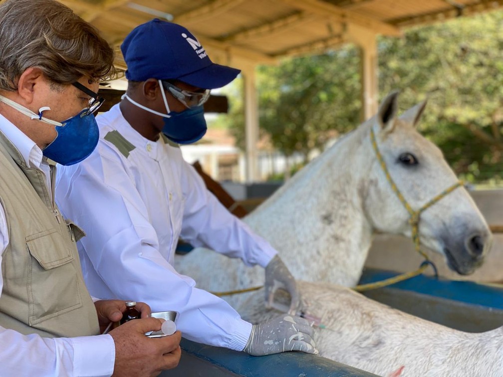 Brasileiros descobrem que anticorpo de cavalos contra a Covid é até 50 vezes mais potente - News Rondônia