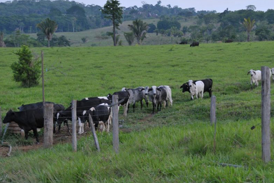 Emater lança curso on-line sobre bovinocultura leiteira para extensionistas rurais de Rondônia - News Rondônia