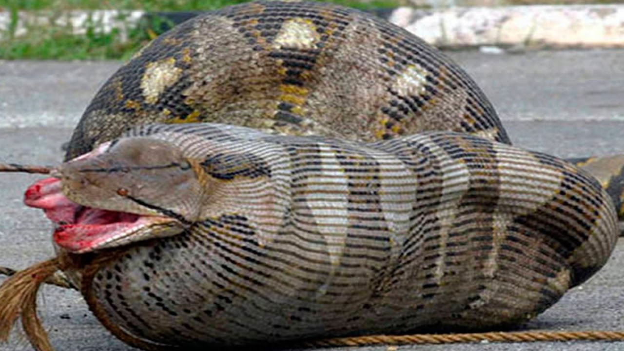 Cobras que se arrependeram amargamente - News Rondônia