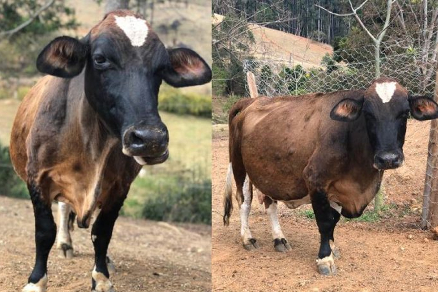 Internautas salvam vaca grávida que fugiu de abatedouro em MG [vídeo] - News Rondônia