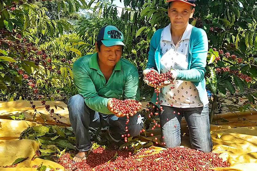 Agricultores indígenas de Rondônia vão obter financiamento do Pronaf; Declaração de Aptidão ao programa foi liberada - News Rondônia