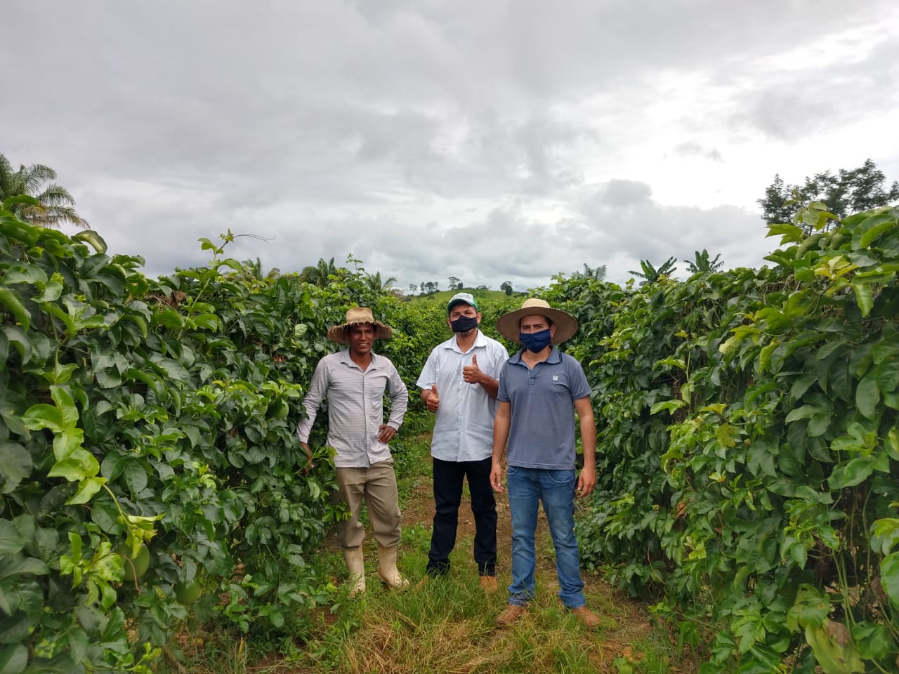 Equipe técnica da Semagri oferece assistência a produtor de Maracujá em Rolim de Moura - News Rondônia