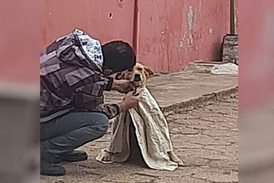 Jovem agasalha cão que tremia de frio nas ruas de Goiás e foto viraliza - News Rondônia