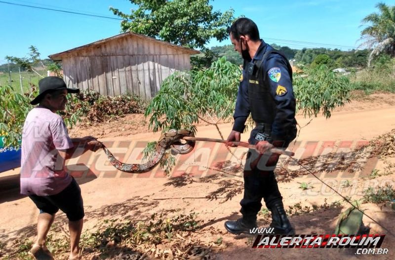 Jiboia é capturada por equipe da Polícia Militar, em Migrantinópolis - Vídeo - News Rondônia