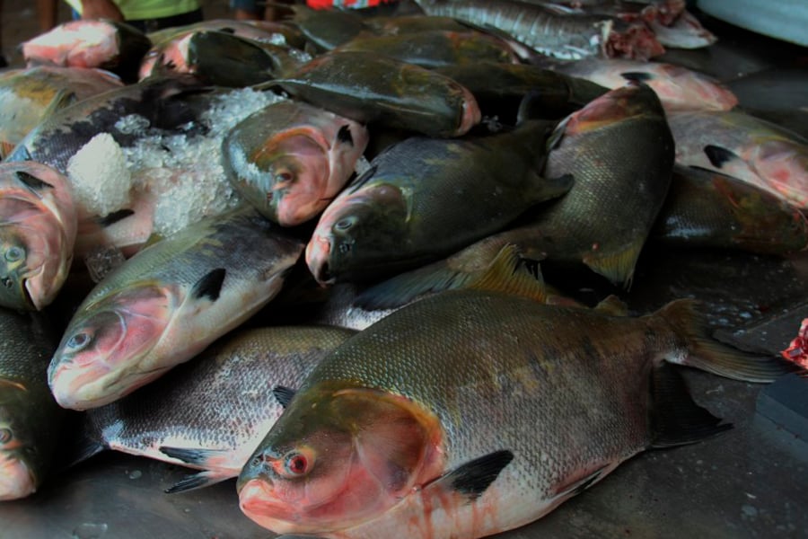 Governo de Rondônia fomenta piscicultura; produção de tambaqui cresce no Estado - News Rondônia