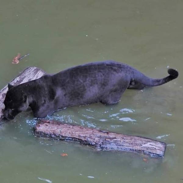 Onça preta é fotografada tomando banho em rio de Rondônia; espécie é rara na natureza, diz biólogo - News Rondônia