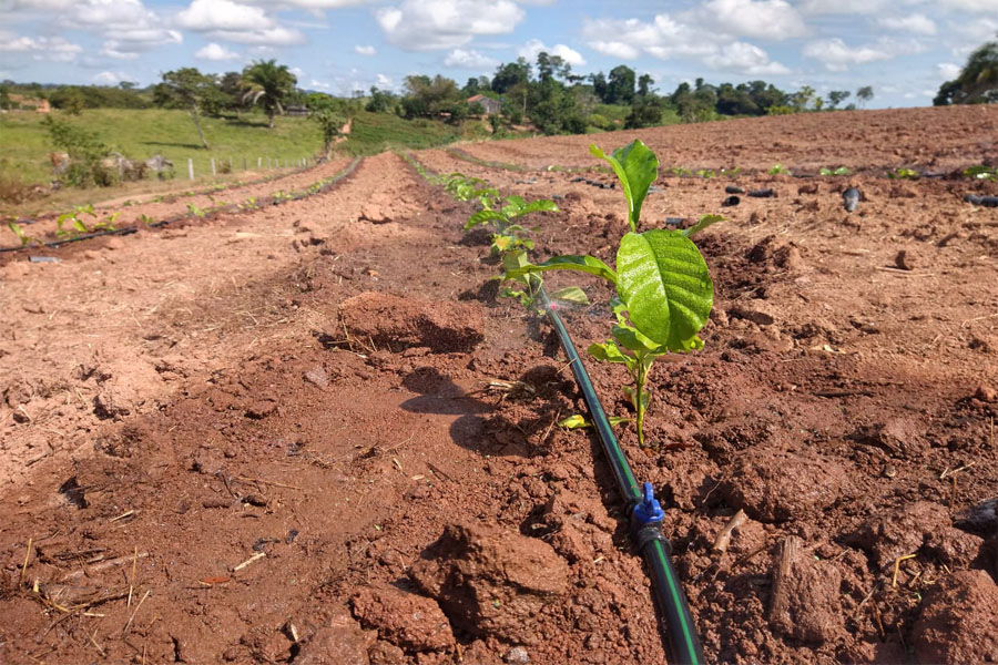 Semagri presta assistência técnica para o plantio de café clonal em Rolim de Moura - News Rondônia