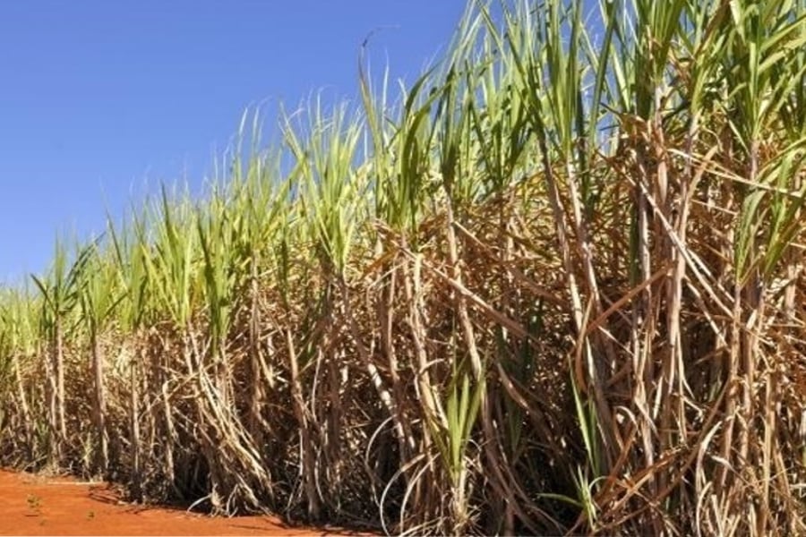 Levantamento da Conab mostra impacto de geadas e estiagem na produção de cana-de-açúcar - News Rondônia