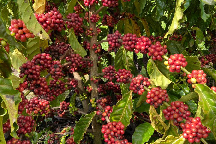 Governo de Rondônia vai homenagear cafeicultores que se destacaram na 5ª edição do Concafé, em Cacoal - News Rondônia