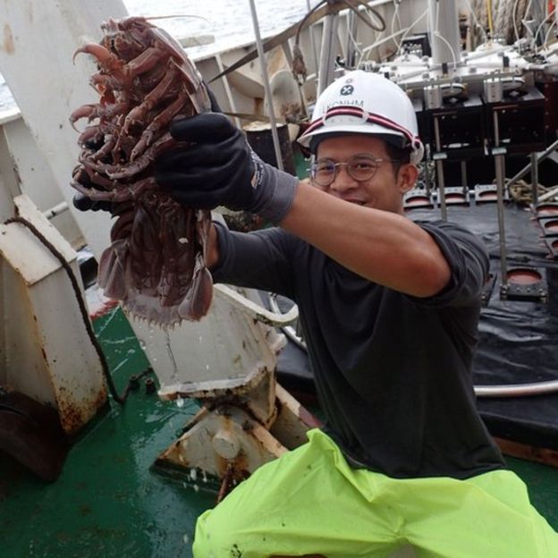 Cientistas encontram 'barata gigante' que vive no fundo do mar - News Rondônia