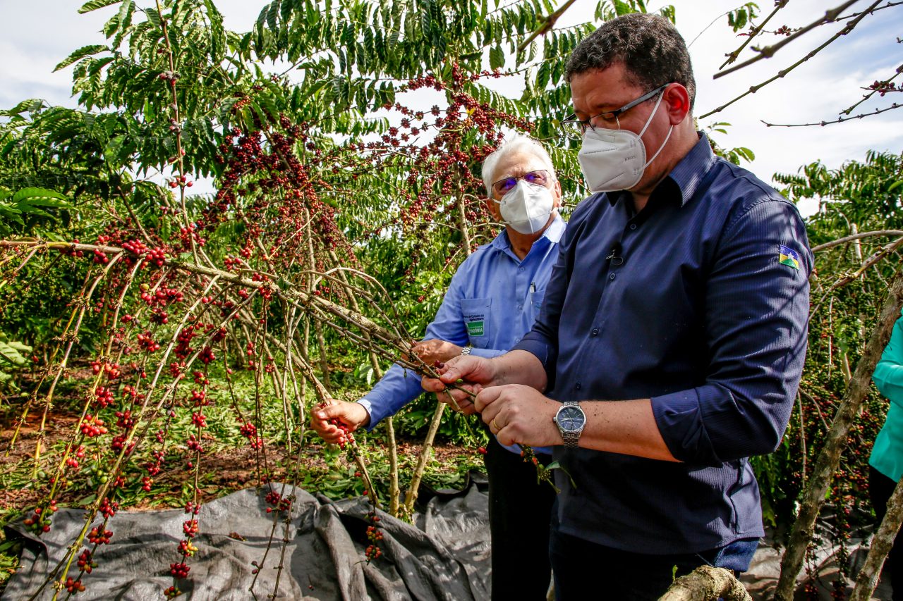 Governo de Rondônia abre colheita do café conilon com perspectiva de produção de 2 milhões de sacas para este ano - News Rondônia