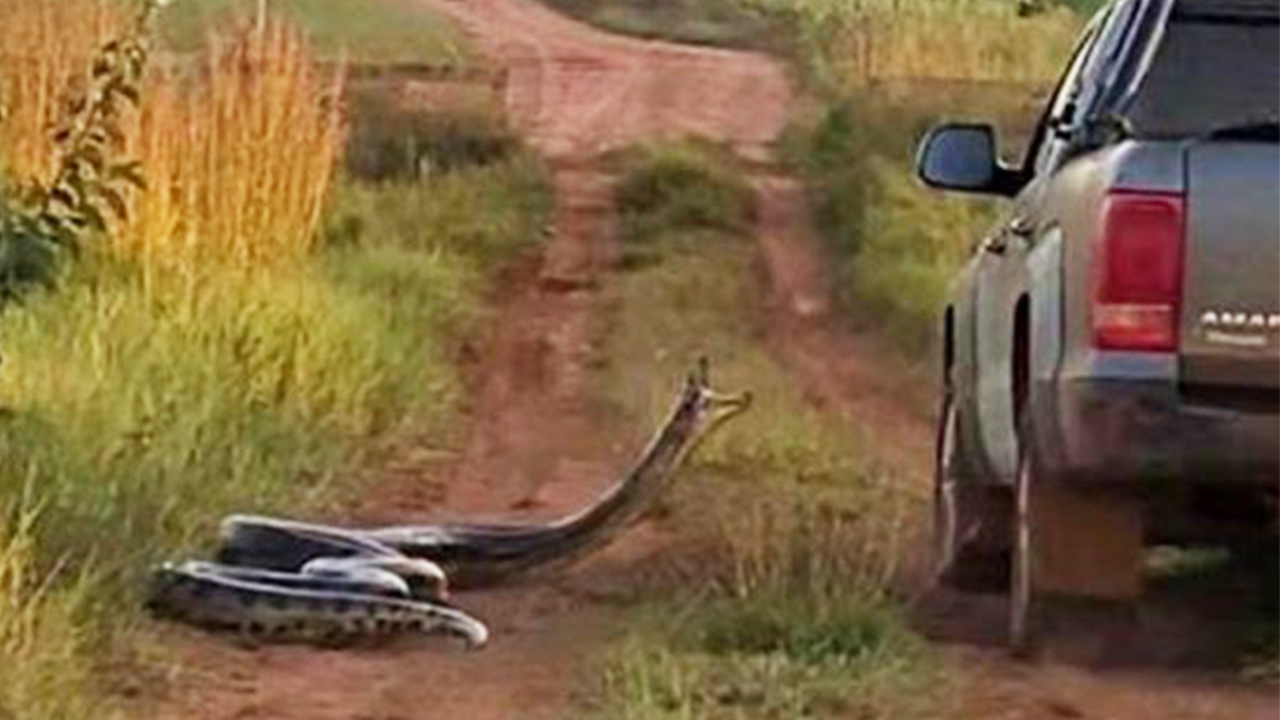 Cinco cobras gigantes capturadas no Brasil - News Rondônia