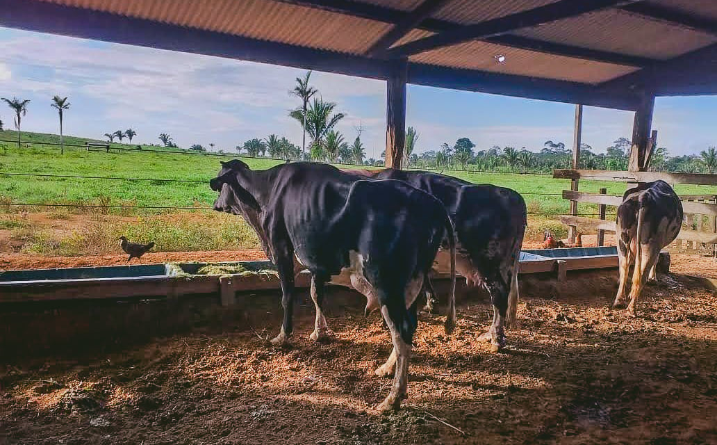 Produtores de Porto Velho serão contemplados com tecnologia de genética leiteira - News Rondônia