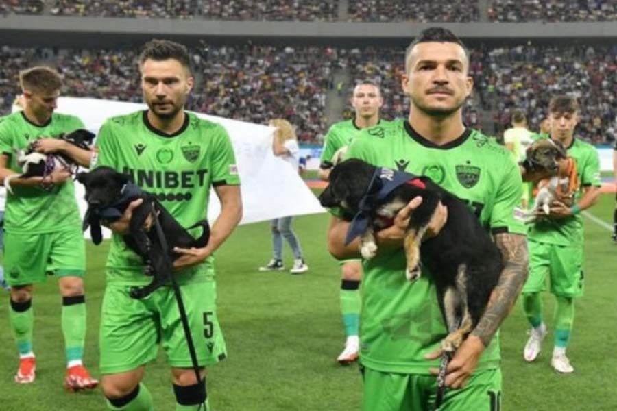 Jogadores levam cães abandonados a estádios para incentivar adoção - News Rondônia