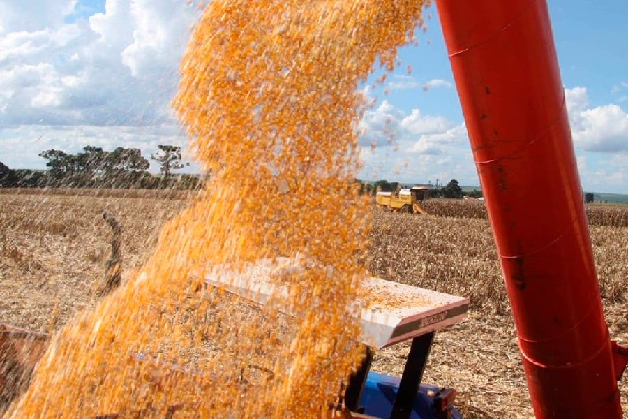 Conab deve adquirir mais 4,2 mil toneladas de milho na próxima terça-feira (28) - News Rondônia