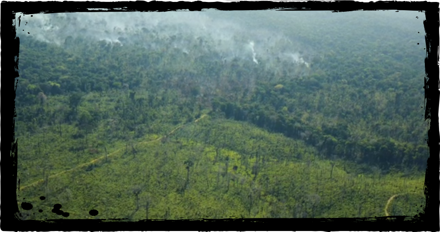 Novos focos de incêndios colocam Amazônia em crise; 'estamos contribuindo para extremos climáticos terríveis', diz Greenpeace - News Rondônia