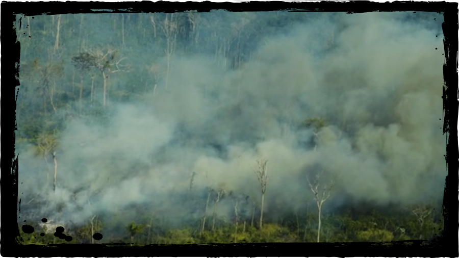 Novos focos de incêndios colocam Amazônia em crise; 'estamos contribuindo para extremos climáticos terríveis', diz Greenpeace - News Rondônia