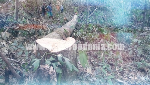 Trabalhador braçal morre após ser atingido por árvore durante derrubada - News Rondônia