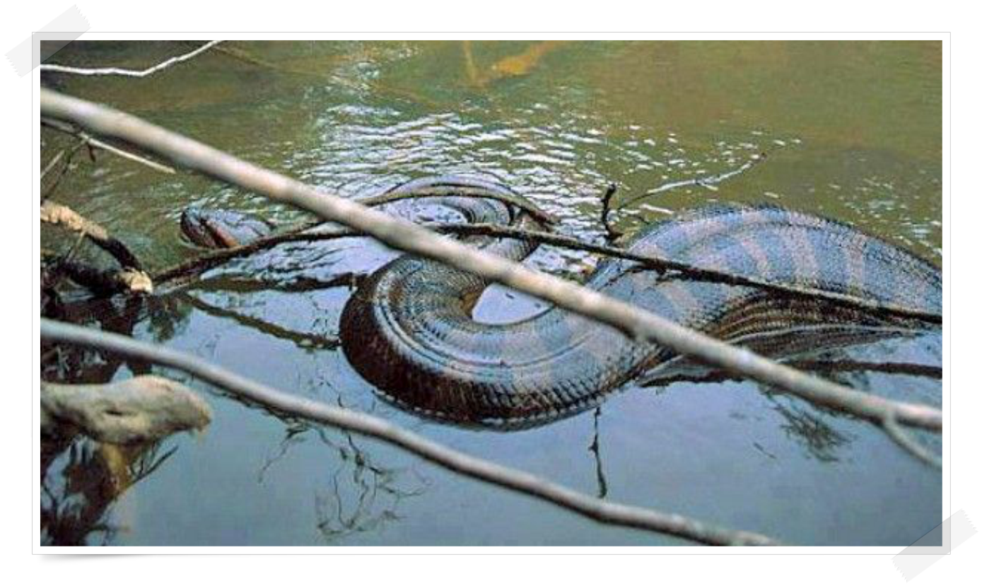 Cinco cobras gigantes capturadas - parte 8 - News Rondônia