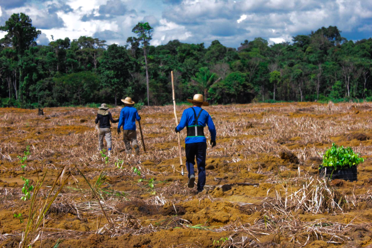 Primeiro reflorestamento em Unidade de Conservação no Brasil sofre ameaça - News Rondônia